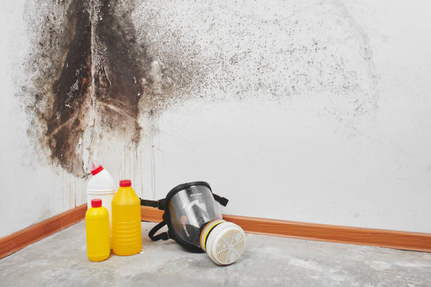 Best Home Mold Removal  in Thomasboro, IL