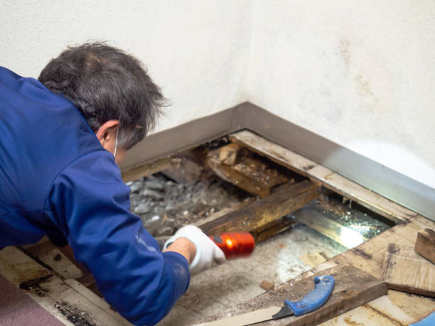 Best Same-Day Mold Removal  in Thomasboro, IL