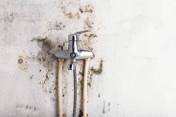 Best Mold Testing  in Thomasboro, IL