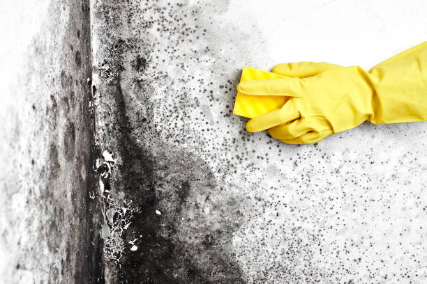 Best Affordable Mold Removal  in Thomasboro, IL