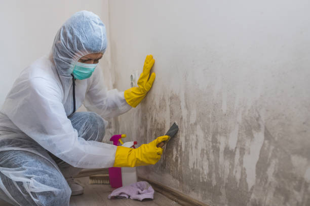 Best Fast Mold Removal  in Thomasboro, IL