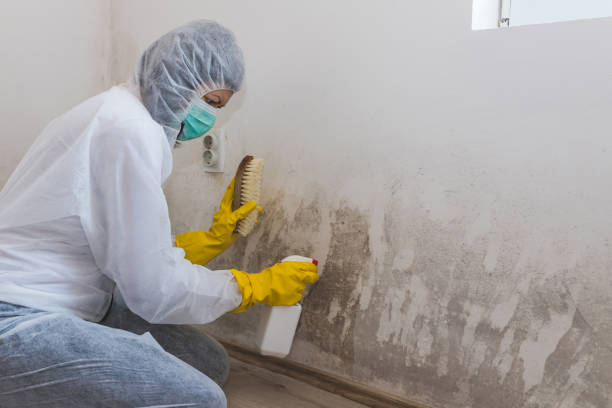 Mold Testing and Removal in Thomasboro, IL