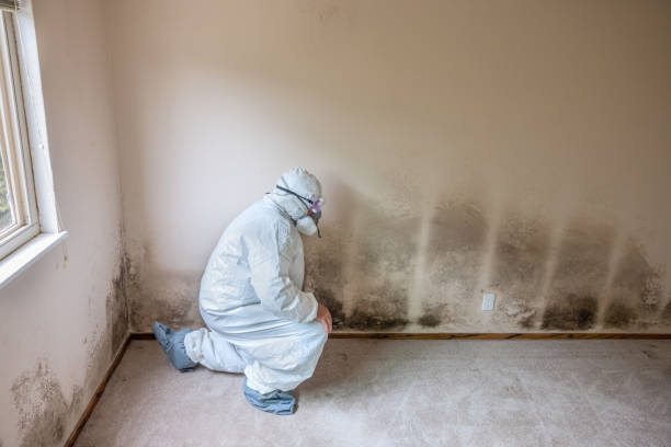 Best Mold Damage Repair  in Thomasboro, IL