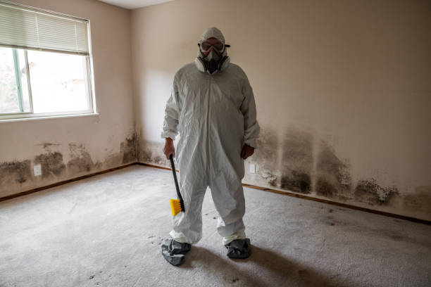 Best Certified Mold Removal  in Thomasboro, IL