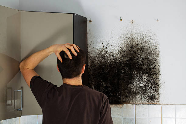 Professional Mold Removal in Thomasboro, IL