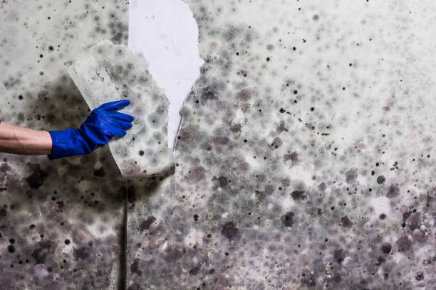 Best Mold Cleaning Services  in Thomasboro, IL