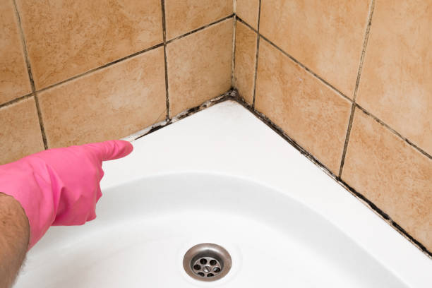  Thomasboro, IL Mold Removal Pros